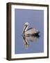 Brown Pelican (Pelicanus Occidentalis), J. N. "Ding" Darling National Wildlife Refuge, Florida-James Hager-Framed Photographic Print