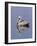 Brown Pelican (Pelicanus Occidentalis), J. N. "Ding" Darling National Wildlife Refuge, Florida-James Hager-Framed Photographic Print