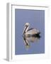 Brown Pelican (Pelicanus Occidentalis), J. N. "Ding" Darling National Wildlife Refuge, Florida-James Hager-Framed Photographic Print