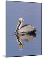 Brown Pelican (Pelicanus Occidentalis), J. N. "Ding" Darling National Wildlife Refuge, Florida-James Hager-Mounted Photographic Print