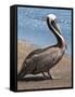 Brown Pelican, Port Egas, Isla Santiago, Galapagos Islands-Michael DeFreitas-Framed Stretched Canvas