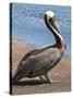 Brown Pelican, Port Egas, Isla Santiago, Galapagos Islands-Michael DeFreitas-Stretched Canvas