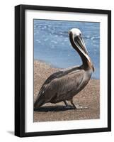 Brown Pelican, Port Egas, Isla Santiago, Galapagos Islands-Michael DeFreitas-Framed Photographic Print