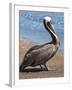 Brown Pelican, Port Egas, Isla Santiago, Galapagos Islands-Michael DeFreitas-Framed Photographic Print