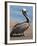 Brown Pelican, Port Egas, Isla Santiago, Galapagos Islands-Michael DeFreitas-Framed Photographic Print