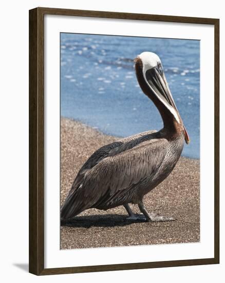 Brown Pelican, Port Egas, Isla Santiago, Galapagos Islands-Michael DeFreitas-Framed Photographic Print