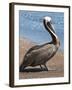 Brown Pelican, Port Egas, Isla Santiago, Galapagos Islands-Michael DeFreitas-Framed Photographic Print