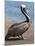 Brown Pelican, Port Egas, Isla Santiago, Galapagos Islands-Michael DeFreitas-Mounted Photographic Print