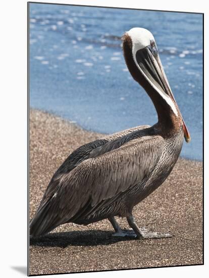 Brown Pelican, Port Egas, Isla Santiago, Galapagos Islands-Michael DeFreitas-Mounted Photographic Print