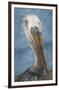 Brown Pelican Portrait-Norm Stelfox-Framed Giclee Print