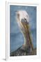 Brown Pelican Portrait-Norm Stelfox-Framed Giclee Print