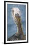 Brown Pelican Portrait-Norm Stelfox-Framed Giclee Print