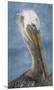 Brown Pelican Portrait-Norm Stelfox-Mounted Giclee Print