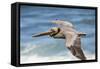 Brown Pelican Soaring. La Jolla Cove, San Diego-Michael Qualls-Framed Stretched Canvas