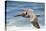 Brown Pelican Soaring. La Jolla Cove, San Diego-Michael Qualls-Stretched Canvas