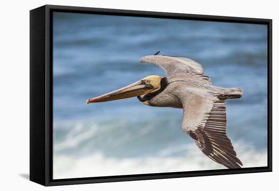 Brown Pelican Soaring. La Jolla Cove, San Diego-Michael Qualls-Framed Stretched Canvas