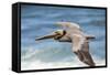 Brown Pelican Soaring. La Jolla Cove, San Diego-Michael Qualls-Framed Stretched Canvas