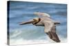 Brown Pelican Soaring. La Jolla Cove, San Diego-Michael Qualls-Stretched Canvas