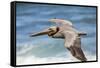 Brown Pelican Soaring. La Jolla Cove, San Diego-Michael Qualls-Framed Stretched Canvas