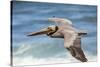 Brown Pelican Soaring. La Jolla Cove, San Diego-Michael Qualls-Stretched Canvas