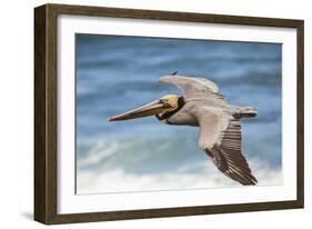 Brown Pelican Soaring. La Jolla Cove, San Diego-Michael Qualls-Framed Photographic Print