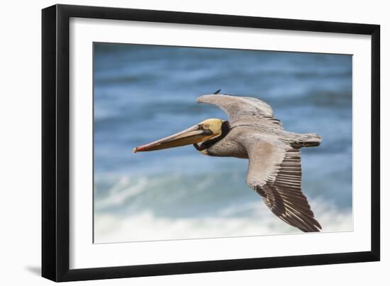 Brown Pelican Soaring. La Jolla Cove, San Diego-Michael Qualls-Framed Photographic Print