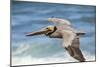 Brown Pelican Soaring. La Jolla Cove, San Diego-Michael Qualls-Mounted Photographic Print