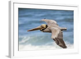 Brown Pelican Soaring. La Jolla Cove, San Diego-Michael Qualls-Framed Photographic Print