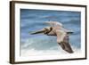 Brown Pelican Soaring. La Jolla Cove, San Diego-Michael Qualls-Framed Photographic Print