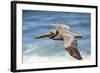 Brown Pelican Soaring. La Jolla Cove, San Diego-Michael Qualls-Framed Photographic Print