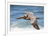 Brown Pelican Soaring. La Jolla Cove, San Diego-Michael Qualls-Framed Photographic Print