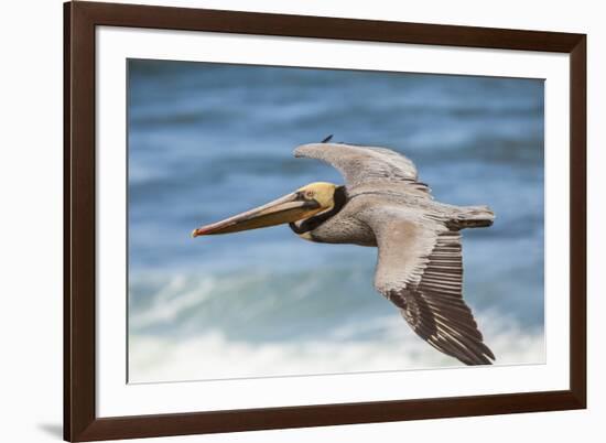 Brown Pelican Soaring. La Jolla Cove, San Diego-Michael Qualls-Framed Photographic Print