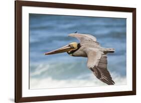 Brown Pelican Soaring. La Jolla Cove, San Diego-Michael Qualls-Framed Photographic Print