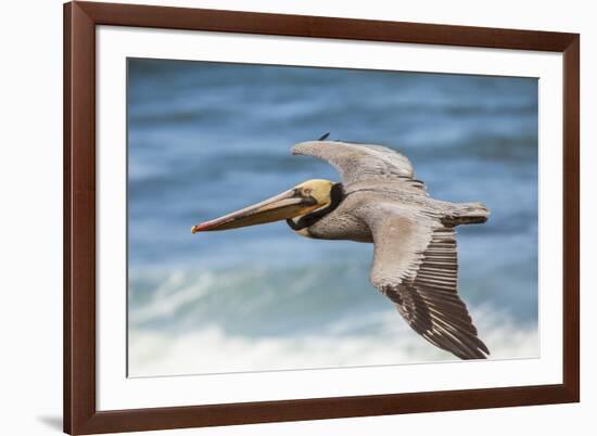 Brown Pelican Soaring. La Jolla Cove, San Diego-Michael Qualls-Framed Photographic Print