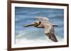 Brown Pelican Soaring. La Jolla Cove, San Diego-Michael Qualls-Framed Photographic Print