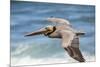 Brown Pelican Soaring. La Jolla Cove, San Diego-Michael Qualls-Mounted Photographic Print