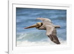 Brown Pelican Soaring. La Jolla Cove, San Diego-Michael Qualls-Framed Photographic Print