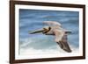 Brown Pelican Soaring. La Jolla Cove, San Diego-Michael Qualls-Framed Photographic Print