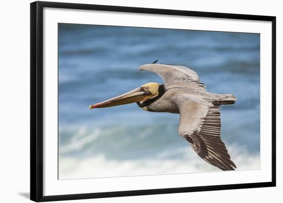 Brown Pelican Soaring. La Jolla Cove, San Diego-Michael Qualls-Framed Photographic Print