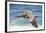 Brown Pelican Soaring. La Jolla Cove, San Diego-Michael Qualls-Framed Photographic Print