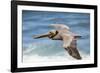 Brown Pelican Soaring. La Jolla Cove, San Diego-Michael Qualls-Framed Photographic Print