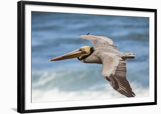 Brown Pelican Soaring. La Jolla Cove, San Diego-Michael Qualls-Framed Photographic Print