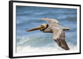 Brown Pelican Soaring. La Jolla Cove, San Diego-Michael Qualls-Framed Photographic Print