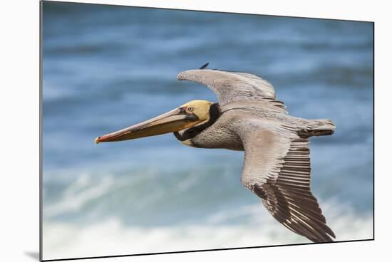 Brown Pelican Soaring. La Jolla Cove, San Diego-Michael Qualls-Mounted Photographic Print