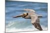 Brown Pelican Soaring. La Jolla Cove, San Diego-Michael Qualls-Mounted Photographic Print