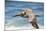 Brown Pelican Soaring. La Jolla Cove, San Diego-Michael Qualls-Mounted Photographic Print