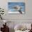 Brown Pelican Soaring. La Jolla Cove, San Diego-Michael Qualls-Photographic Print displayed on a wall