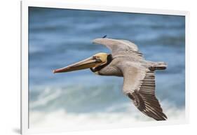 Brown Pelican Soaring. La Jolla Cove, San Diego-Michael Qualls-Framed Photographic Print