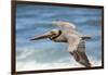 Brown Pelican Soaring. La Jolla Cove, San Diego-Michael Qualls-Framed Photographic Print