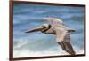 Brown Pelican Soaring. La Jolla Cove, San Diego-Michael Qualls-Framed Photographic Print